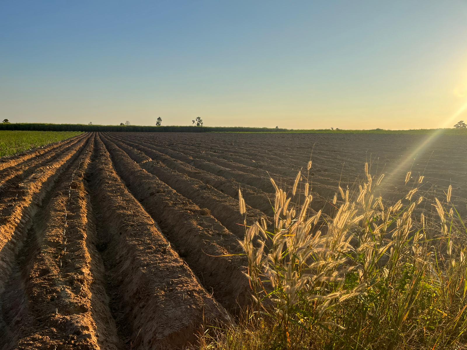Prepared rows of farmland on our family farm in rural Thailand
