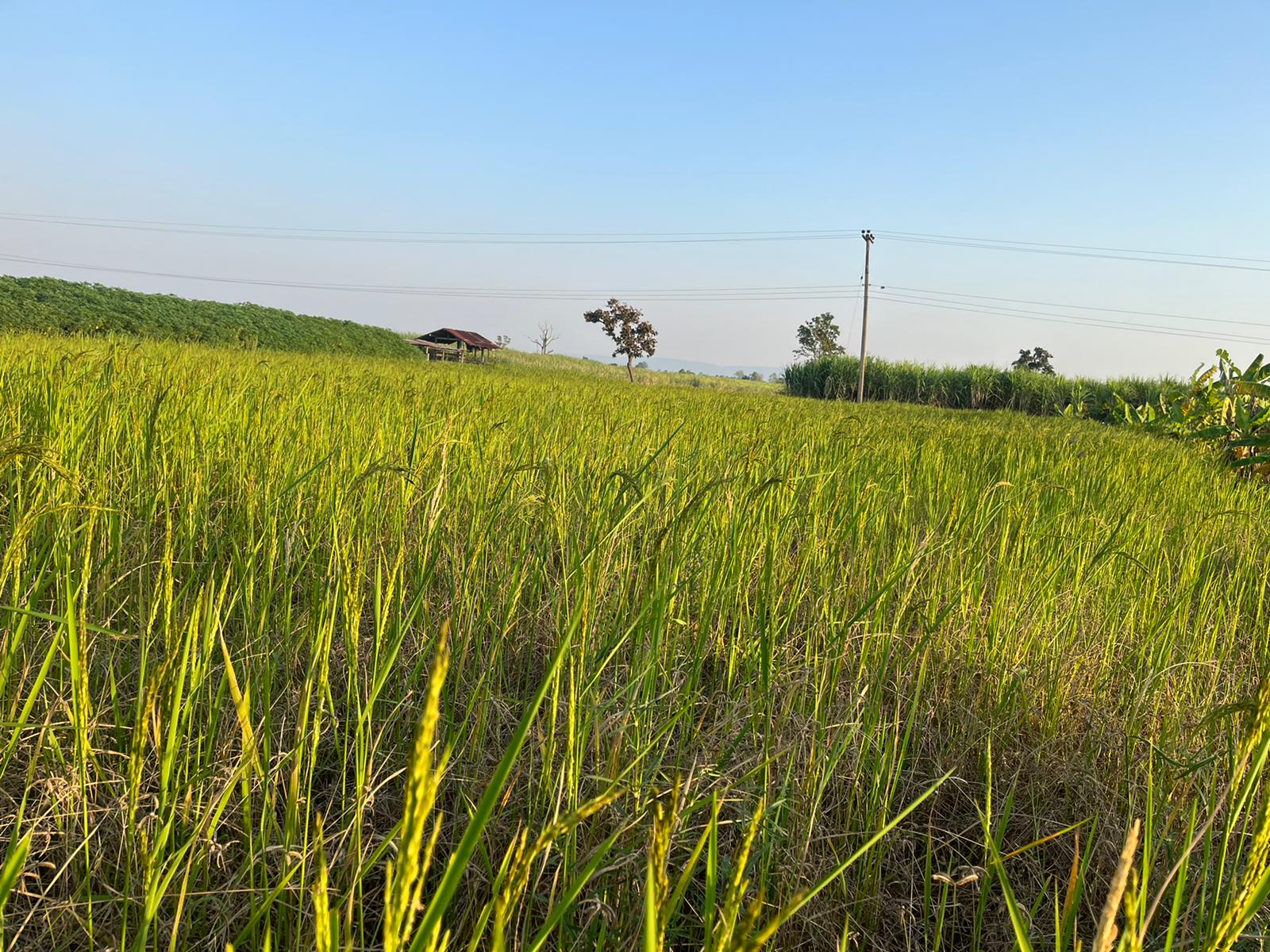Rice fields surrounding our family farm in rural Thailand