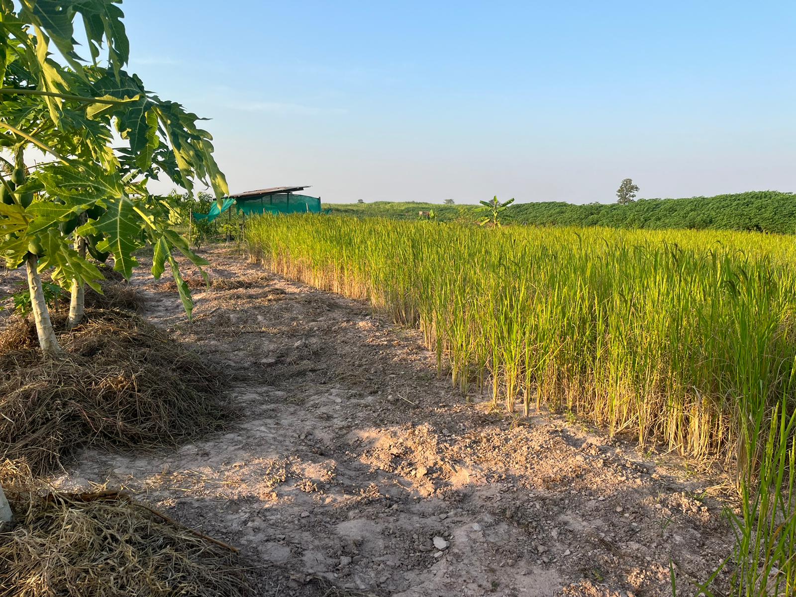 A path beside rice and papaya growing on our farm in rural Thailand